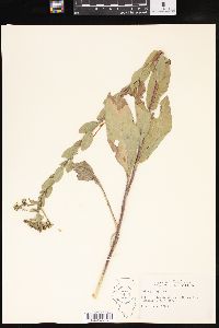 Solidago rigida image