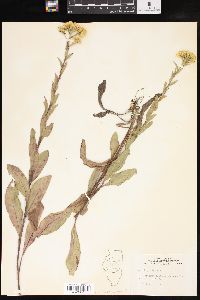 Solidago rigida image