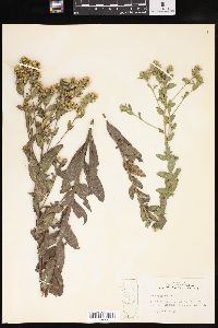 Solidago rigida image