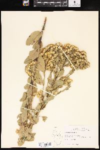 Solidago rigida image