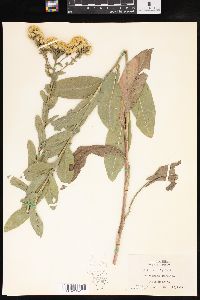 Solidago rigida image