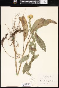 Solidago rigida image