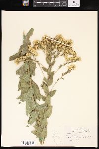 Solidago rigida image