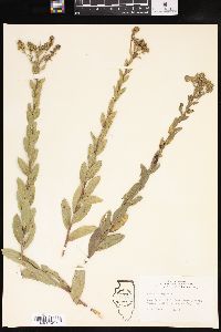 Solidago rigida image