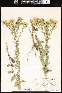 Solidago rigida image