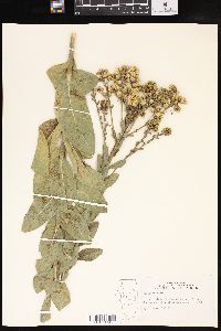 Solidago rigida image