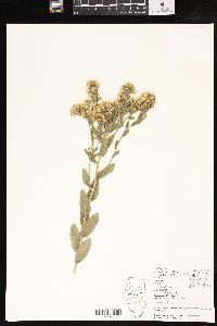 Solidago rigida var. glabrata image