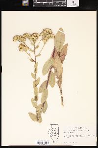 Solidago rigida image