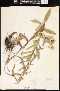 Solidago rigida image