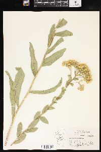 Solidago rigida image