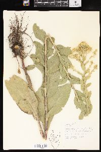 Solidago rigida image