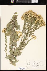 Solidago rigida image