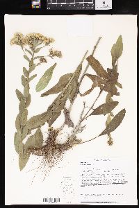 Solidago rigida image