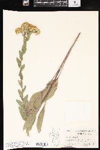 Solidago rigida image