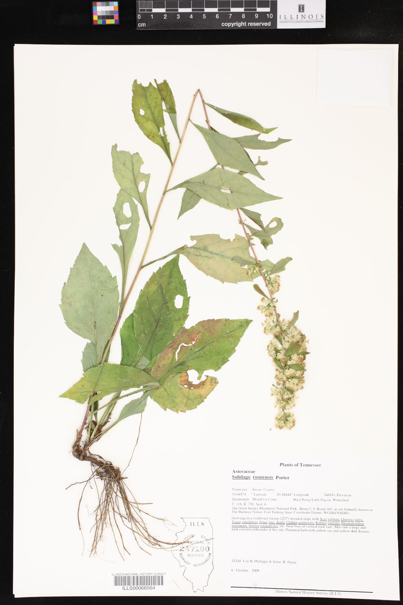 Solidago roanensis image