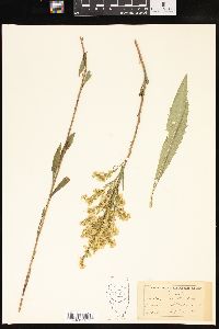 Solidago rupestris image