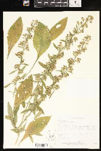 Solidago sciaphila image