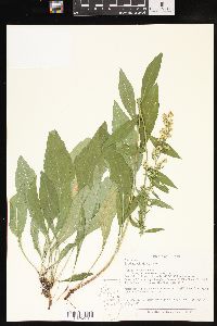 Solidago sciaphila image