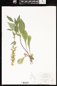 Solidago sciaphila image