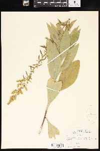 Solidago speciosa image