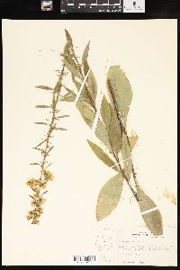 Solidago speciosa image