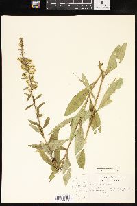 Solidago speciosa image