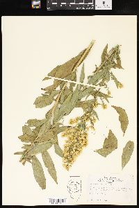 Solidago speciosa image