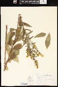 Solidago speciosa image