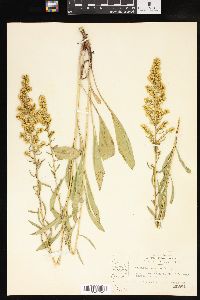 Solidago speciosa image