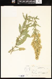 Solidago speciosa image