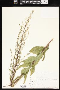 Solidago speciosa image