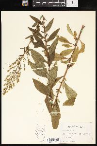 Solidago speciosa image