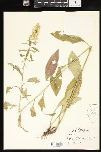 Solidago speciosa image