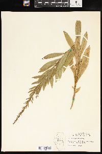 Solidago speciosa image