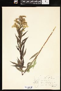 Solidago speciosa image