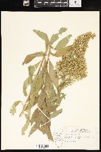 Solidago speciosa image