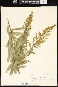 Solidago speciosa image