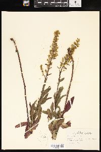 Solidago speciosa image