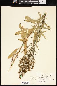 Solidago speciosa image