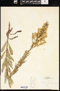 Solidago speciosa image