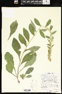 Solidago speciosa image