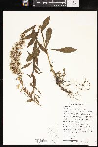 Solidago speciosa image