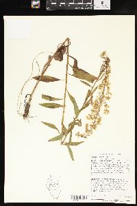 Solidago speciosa image