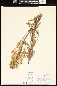 Solidago speciosa image