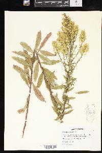 Solidago speciosa image