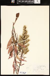 Solidago speciosa image