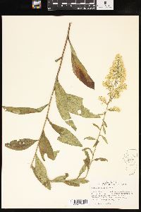 Solidago speciosa image