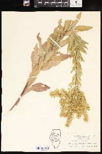 Solidago speciosa image