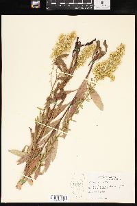 Solidago speciosa image