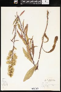 Solidago speciosa image